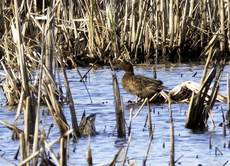 Cinnamon Teal - ML189913911