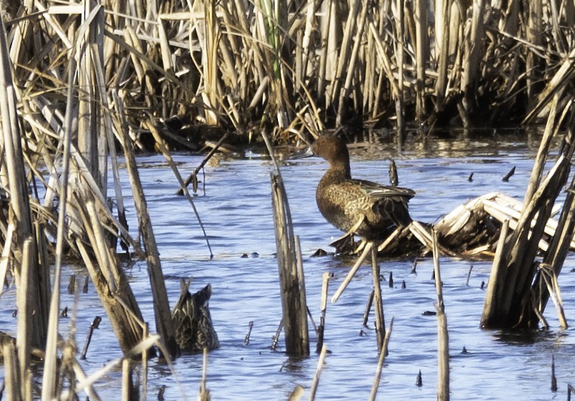 Cinnamon Teal - ML189913951