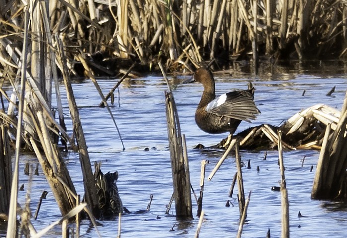 Cinnamon Teal - Wendy Allen