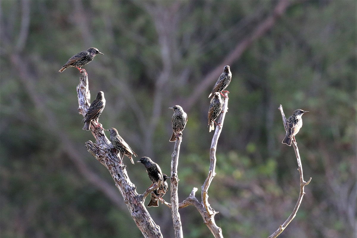 European Starling - ML189914131