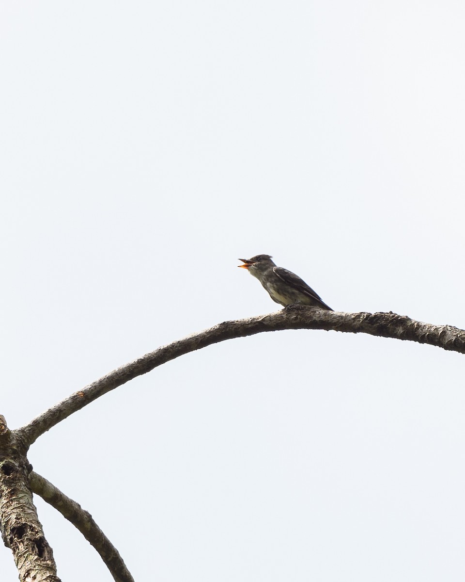 Olive-sided Flycatcher - ML189914551