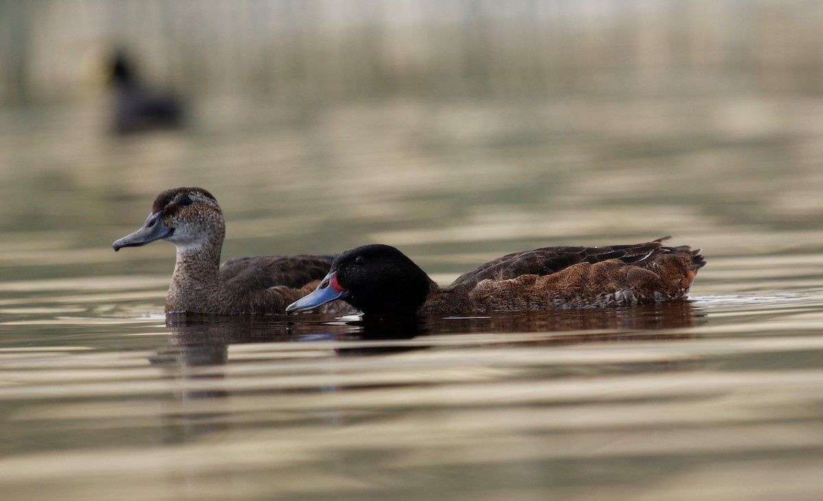 Black-headed Duck - ML189915011