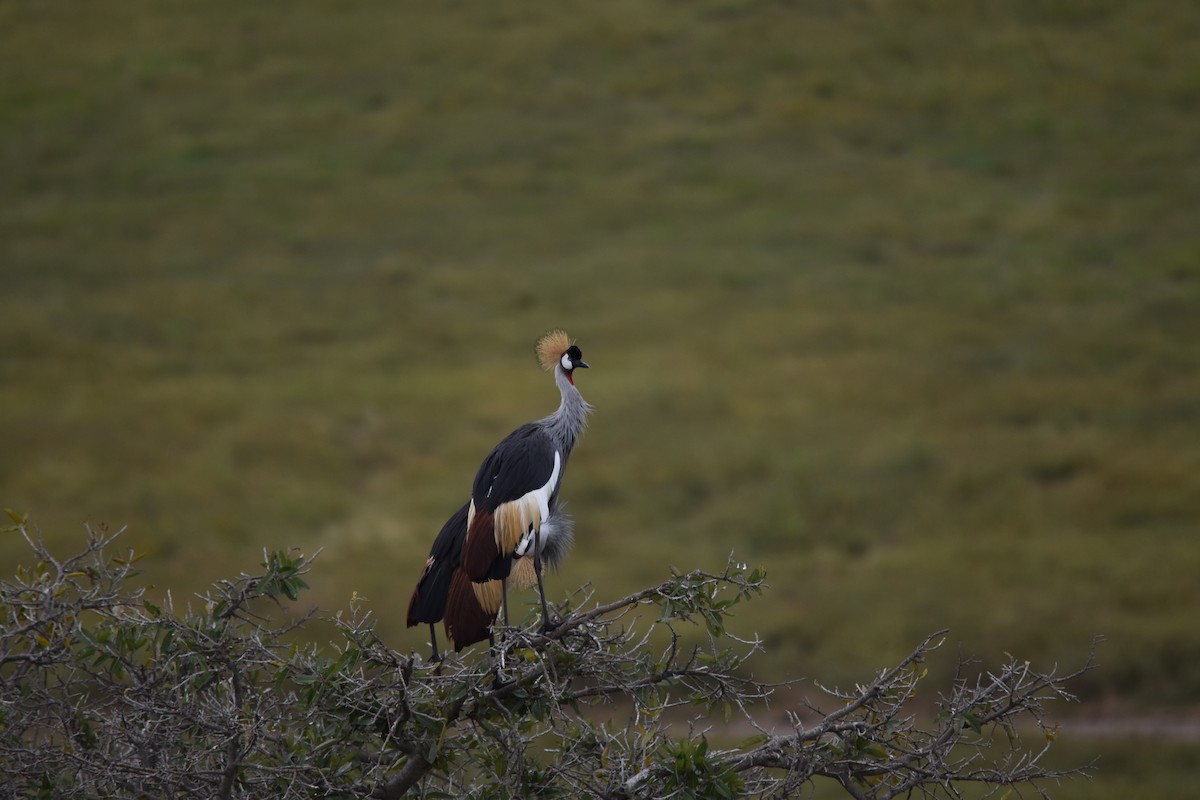 Gray Crowned-Crane - ML189915691