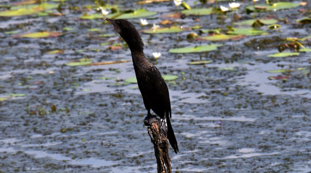 Cormorán de Java - ML189915701