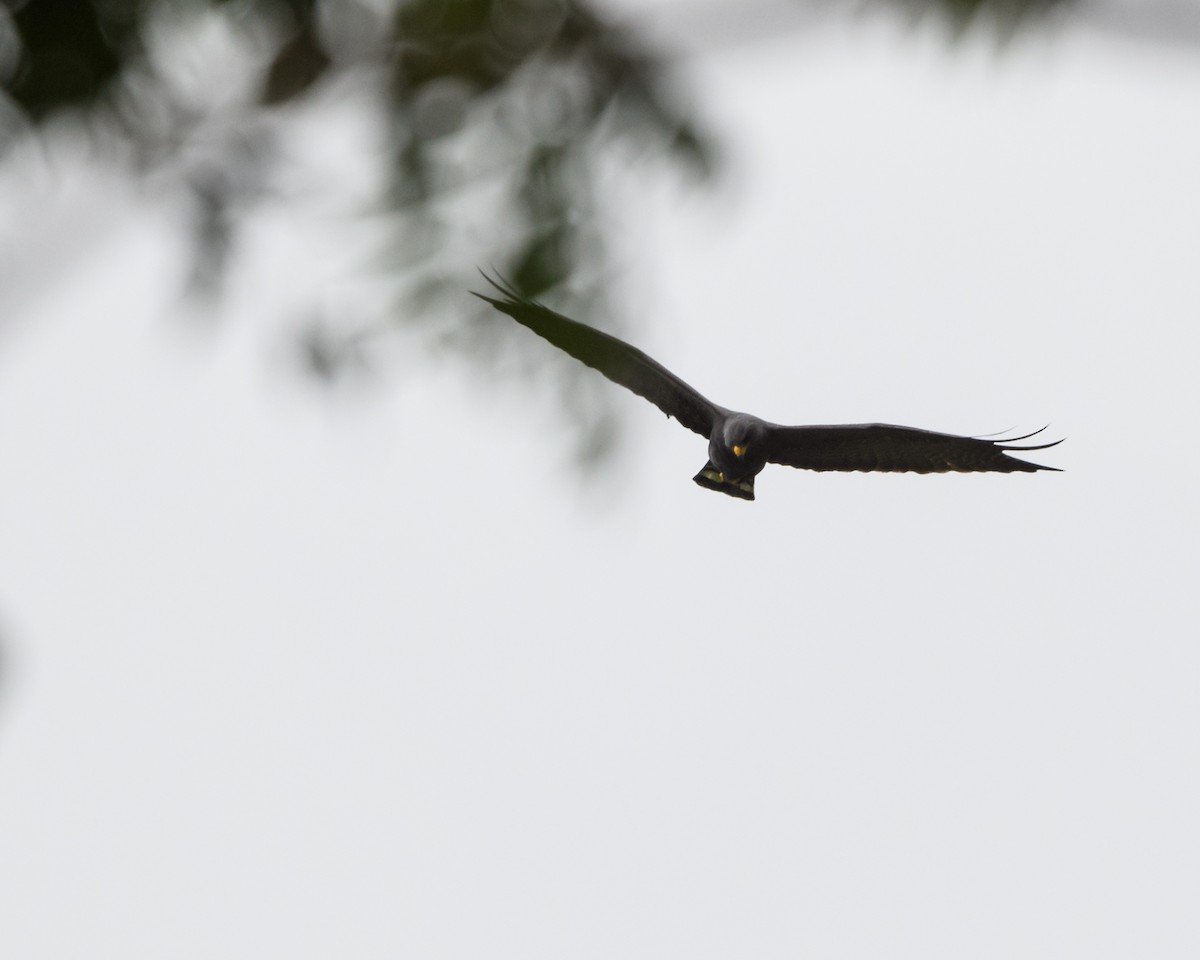 Zone-tailed Hawk - Steve Rappaport