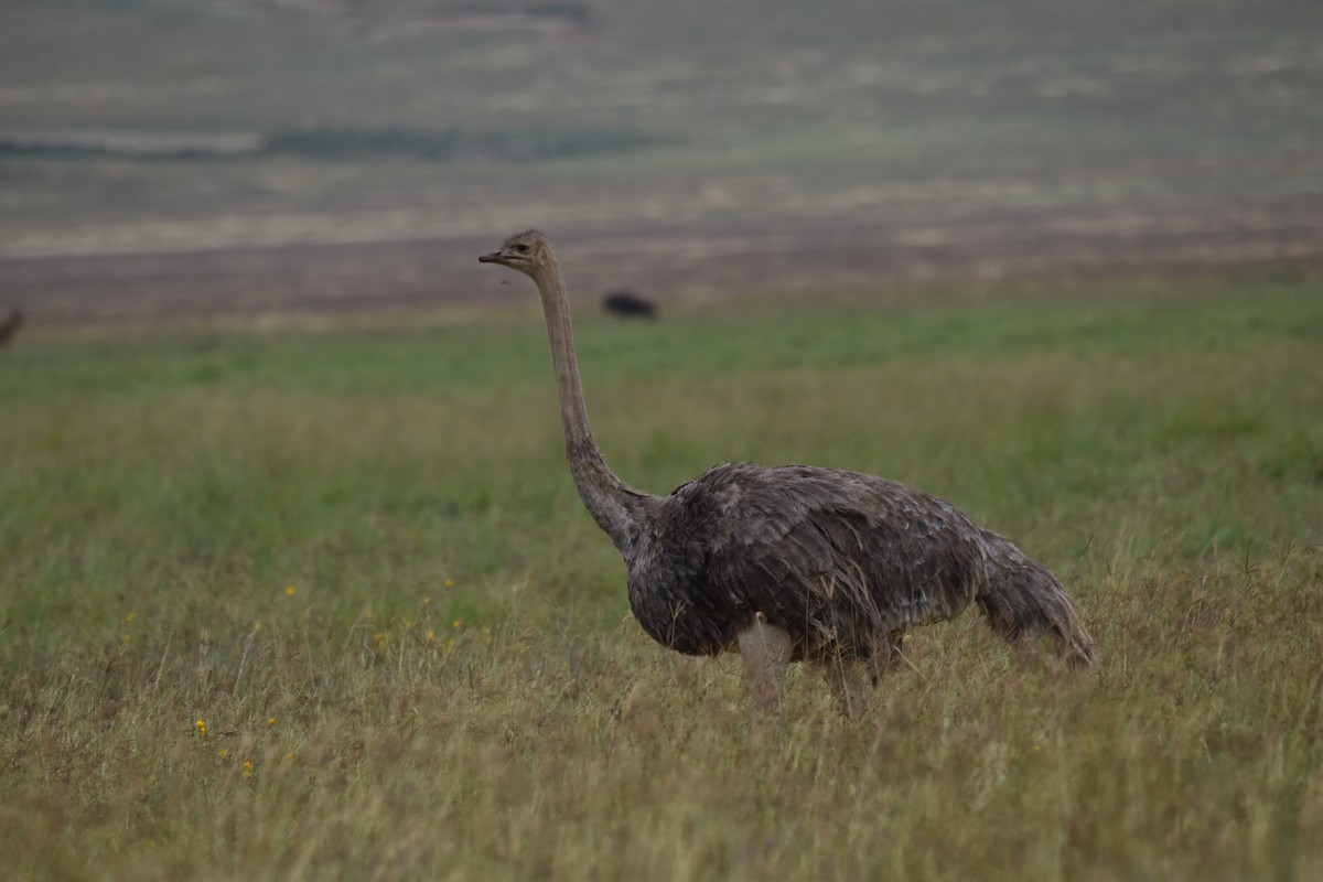 Африканский страус - ML189916291