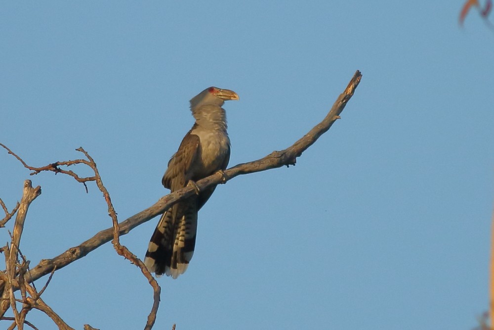 Зозуля-велет - ML189917021