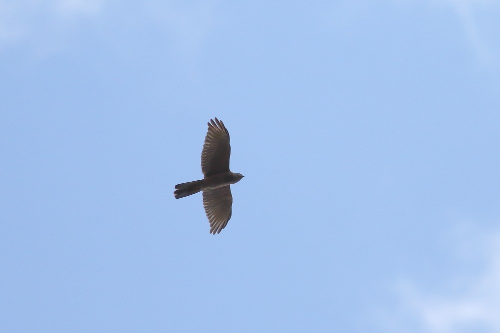 Brown Goshawk - ML189917581