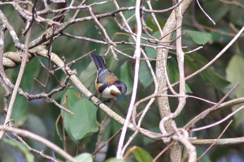 Eastern Spinebill - ML189917941