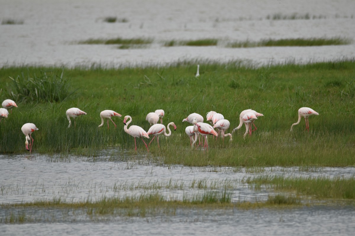 Greater Flamingo - ML189918061