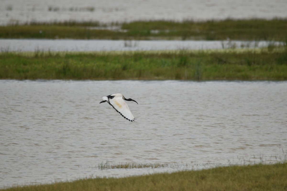 ibis posvátný - ML189918361