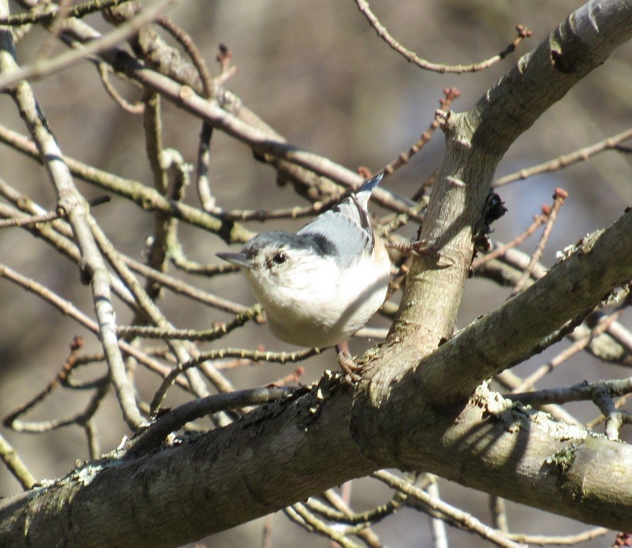 White-breasted Nuthatch - ML189918581