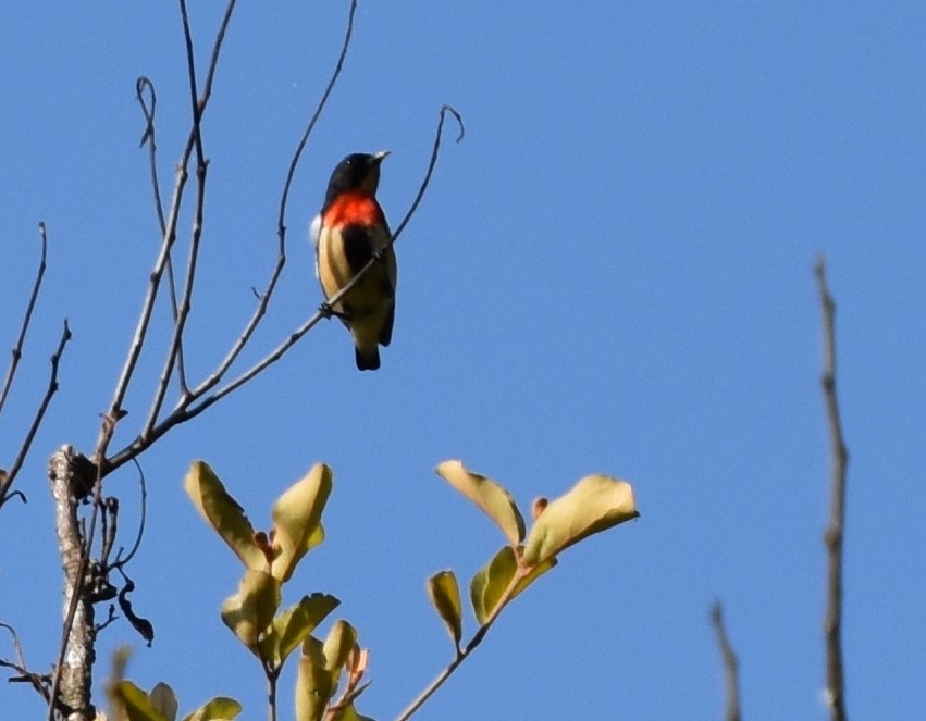 Blood-breasted Flowerpecker - T Norris