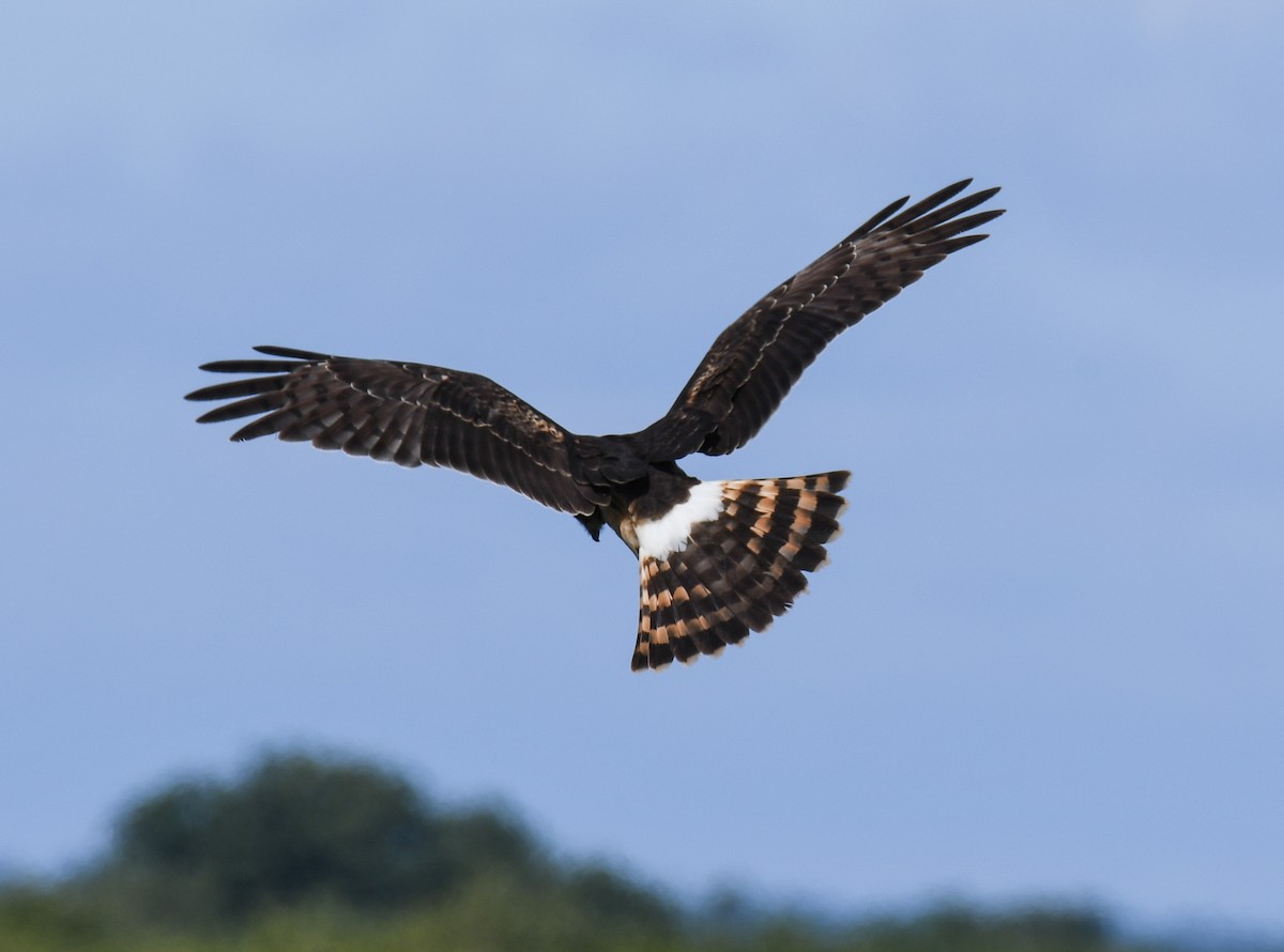 Northern Harrier - Kristina Fisher