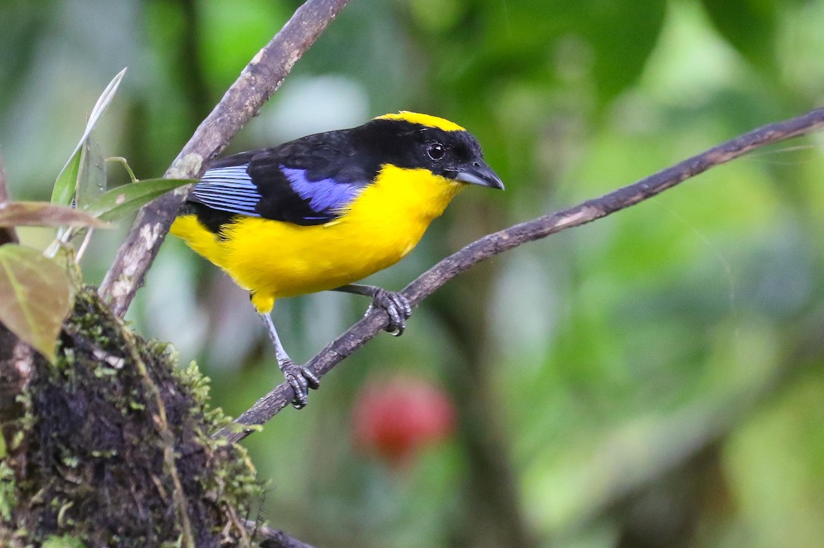 Blue-winged Mountain Tanager - Michael O'Brien