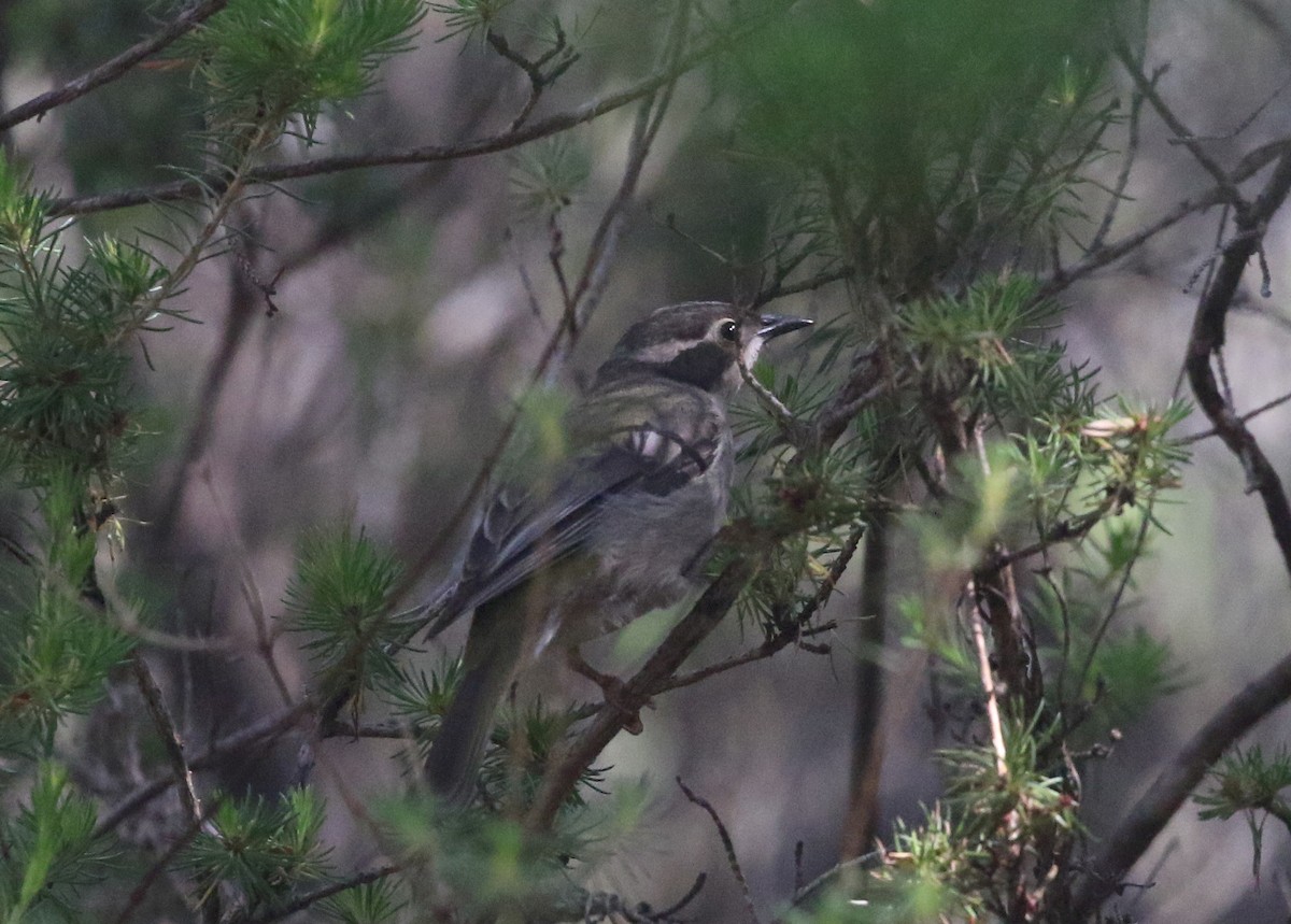 Brown-headed Honeyeater - ML189922571