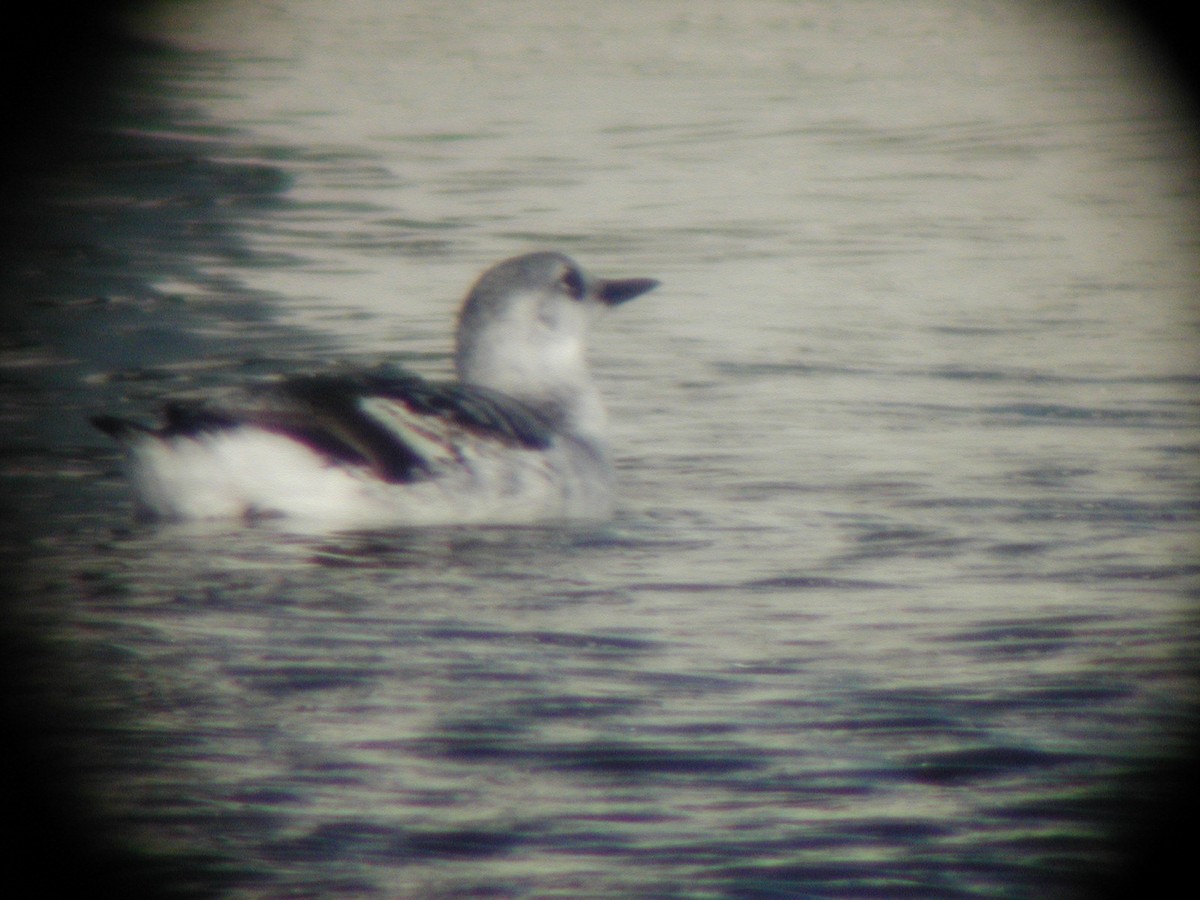 Black Guillemot - ML189923301