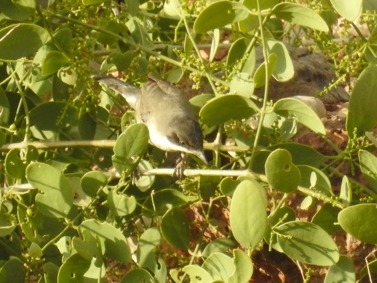 Eastern Orphean Warbler - ML189925351