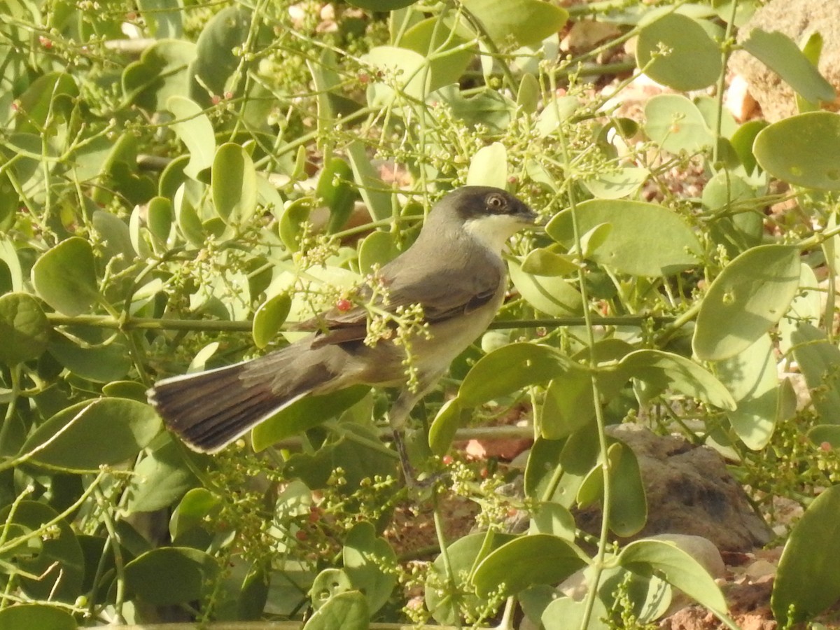 Eastern Orphean Warbler - ML189925511