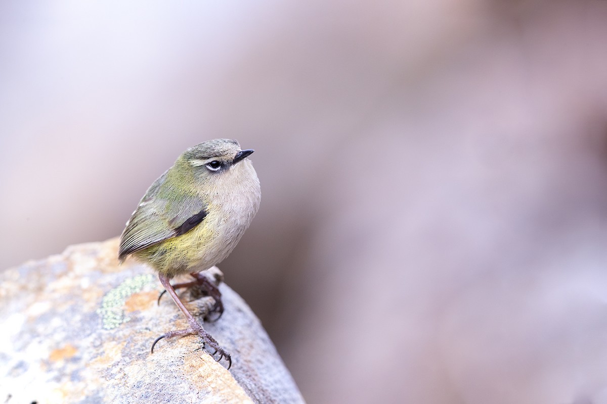 South Island Wren - ML189925651