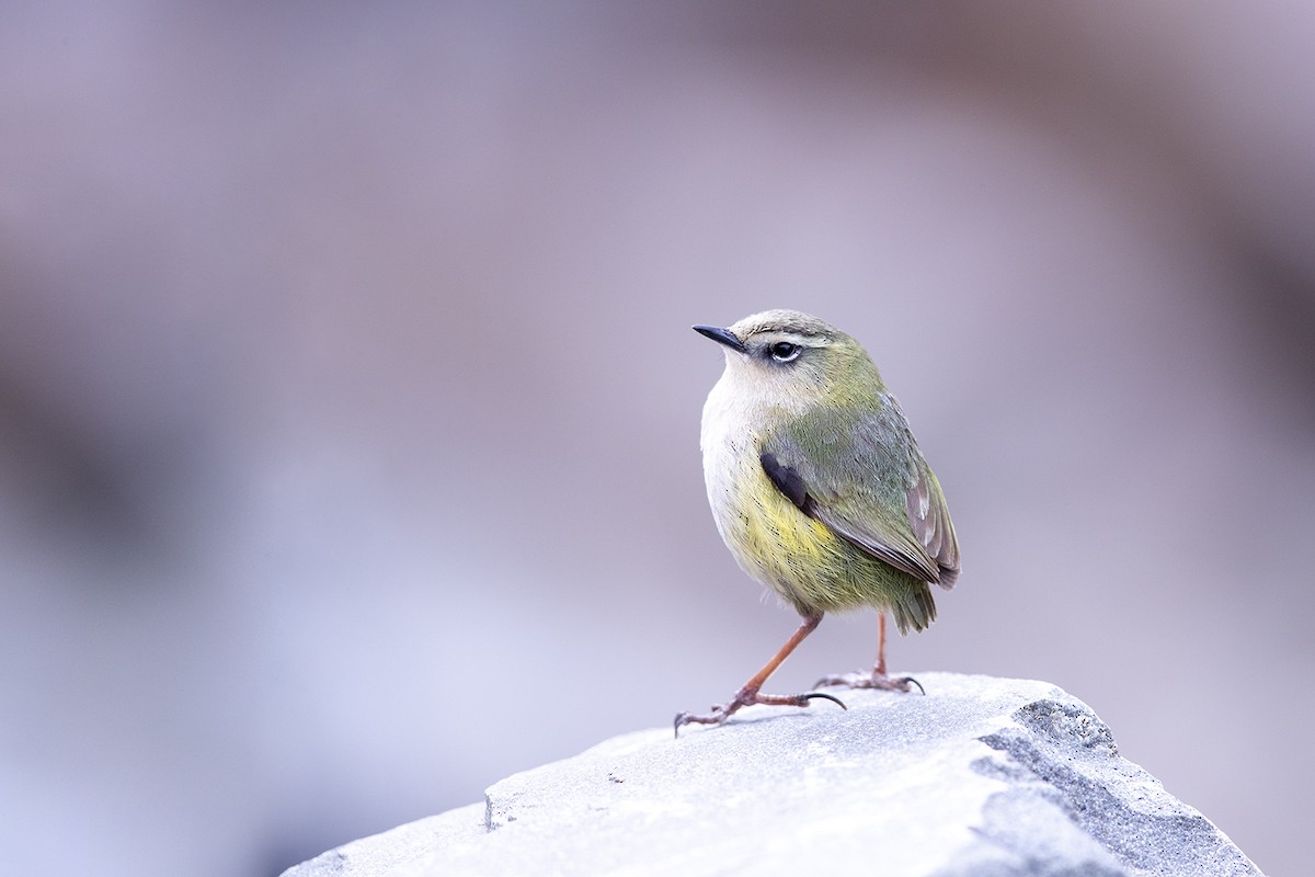 South Island Wren - ML189925661