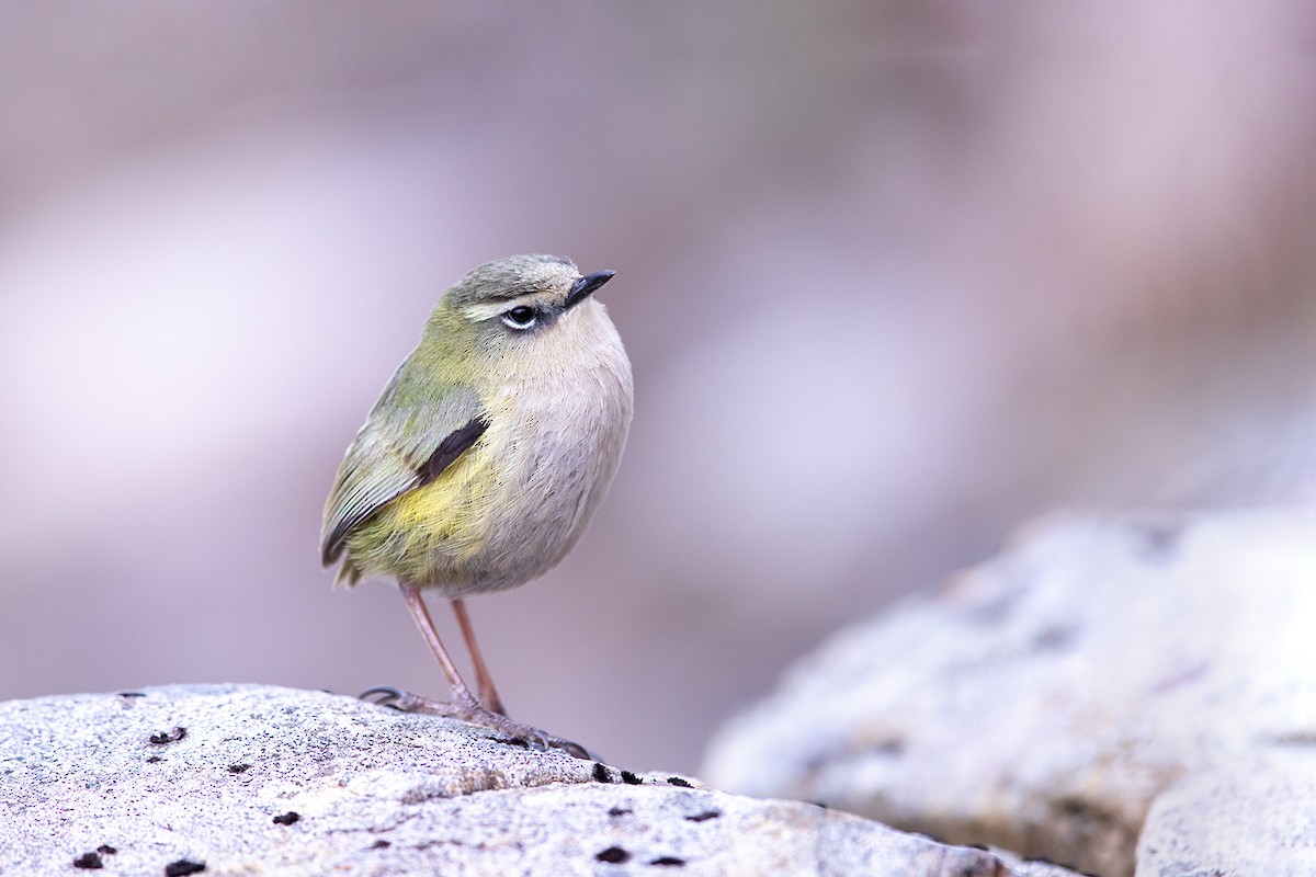 South Island Wren - ML189925671