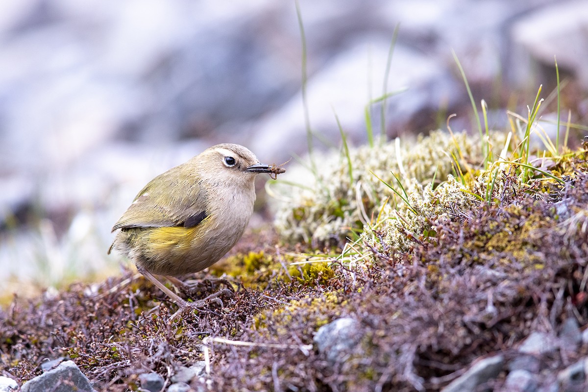 South Island Wren - ML189925681