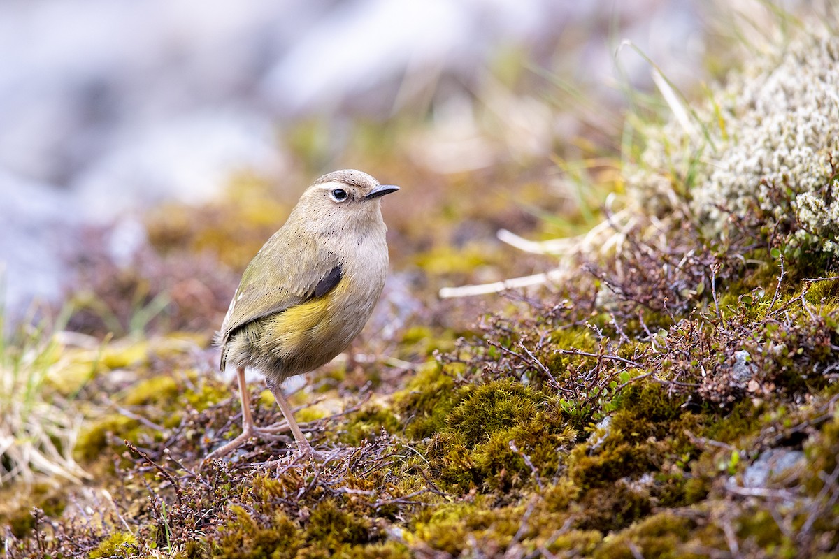 South Island Wren - ML189925691