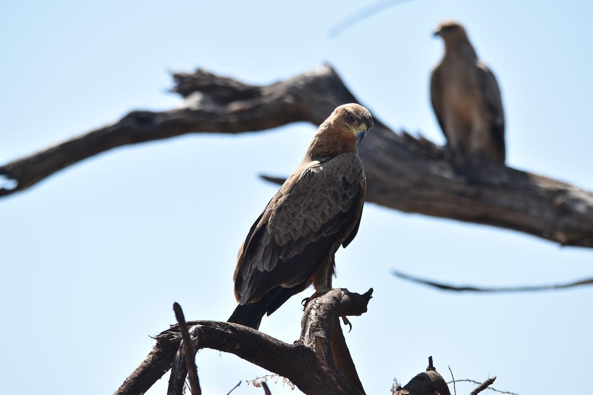 Tawny Eagle - ML189927491