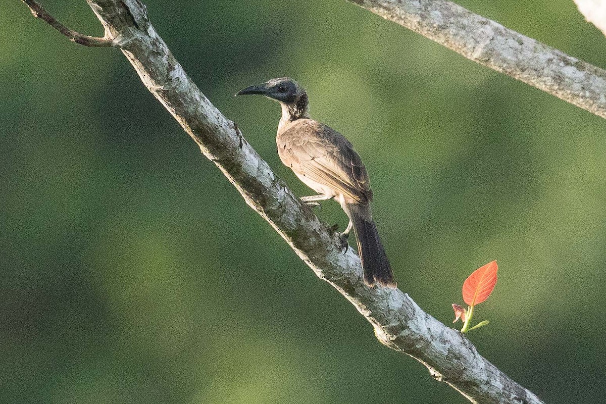 Helmeted Friarbird (New Guinea) - ML189927911