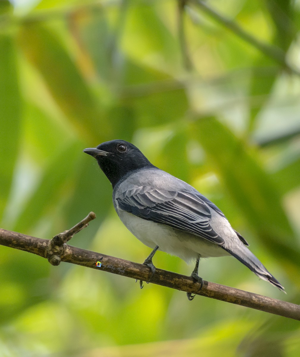 Black-headed Cuckooshrike - ML189928121