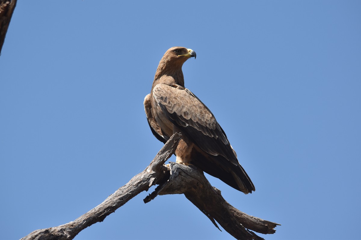 Tawny Eagle - ML189928691