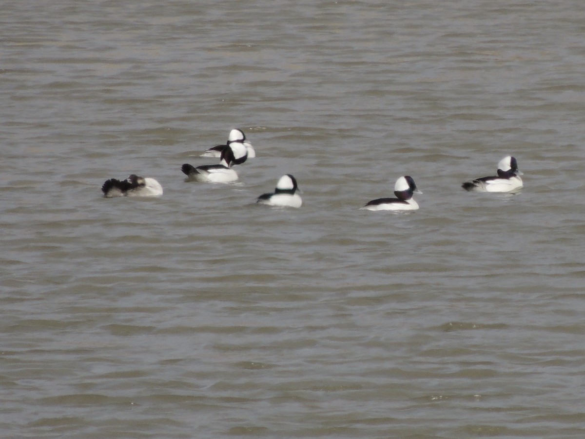 Bufflehead - Neva Damron