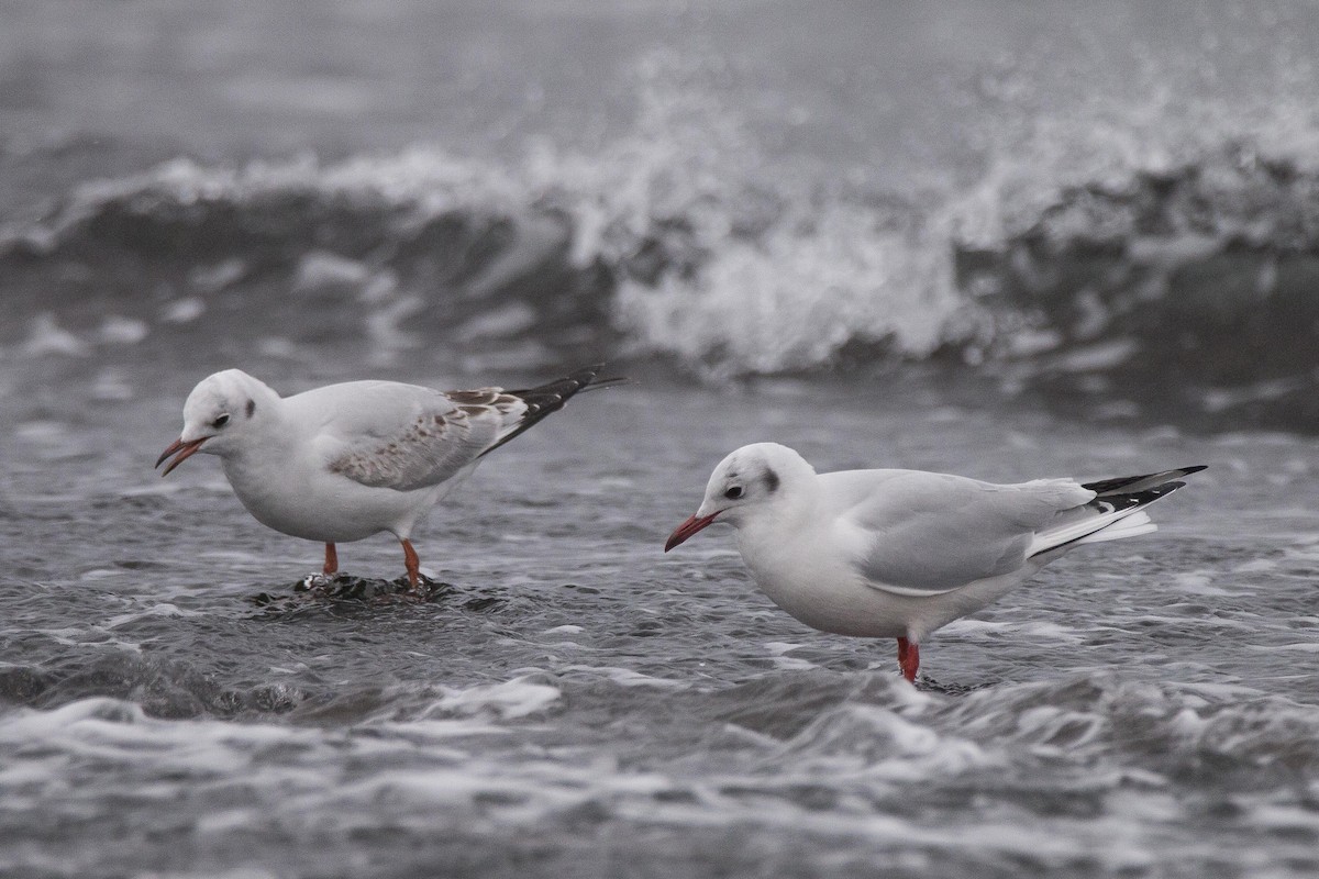 Black-headed Gull - ML189929341