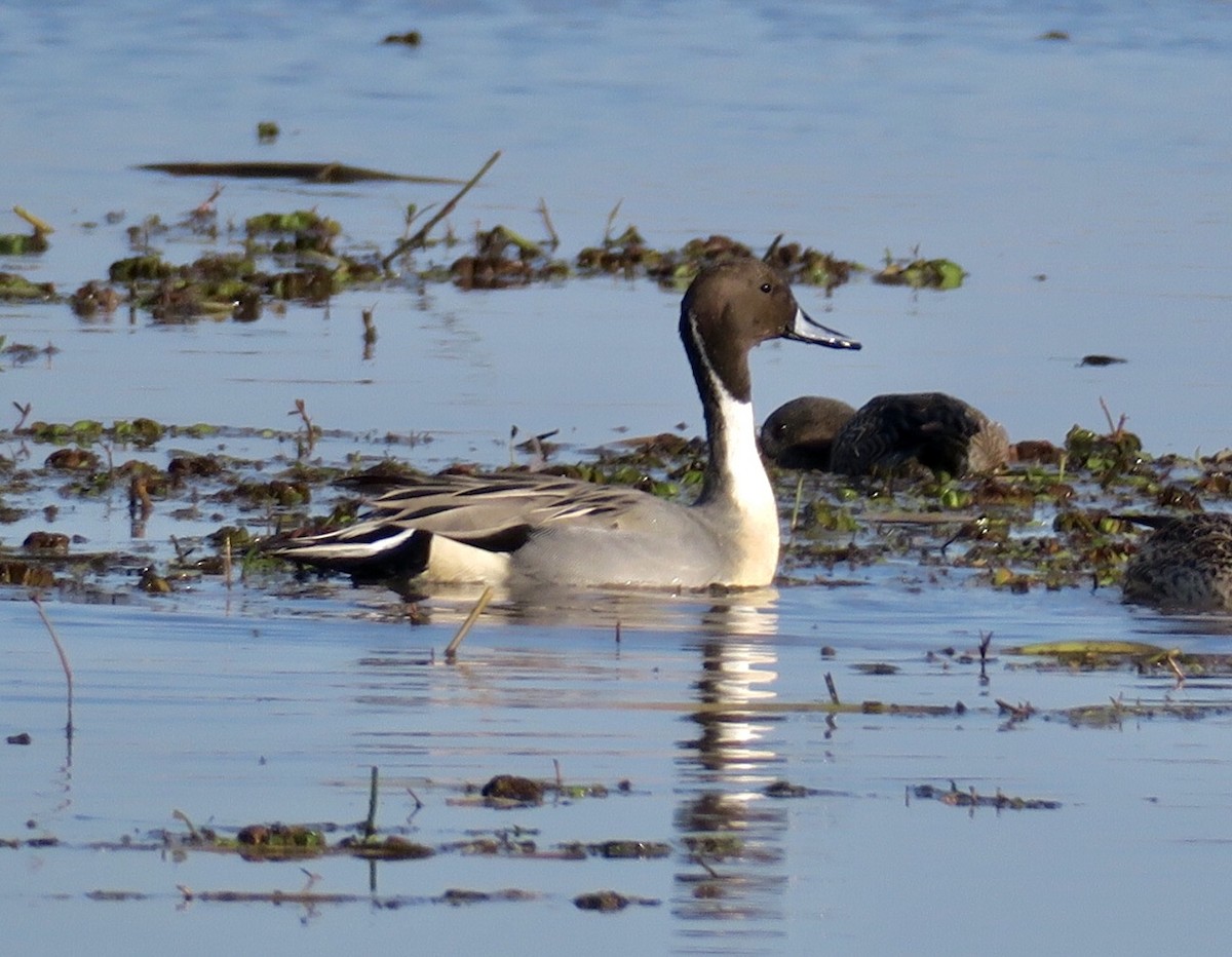 Northern Pintail - Lindsay Seely