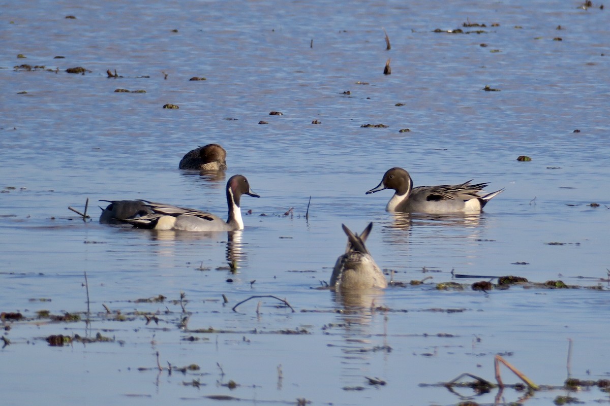 Northern Pintail - Lindsay Seely