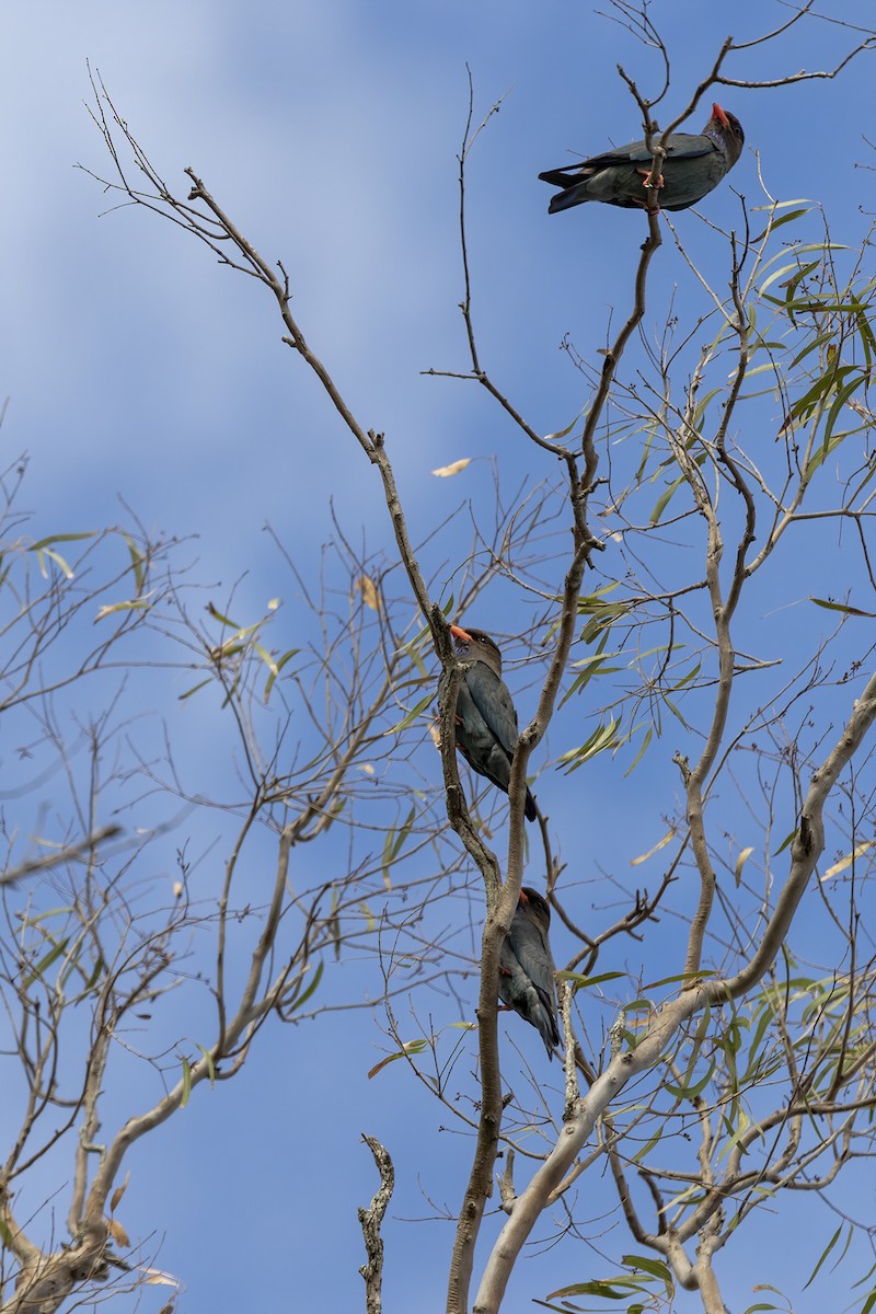 Dollarbird - ML189930561