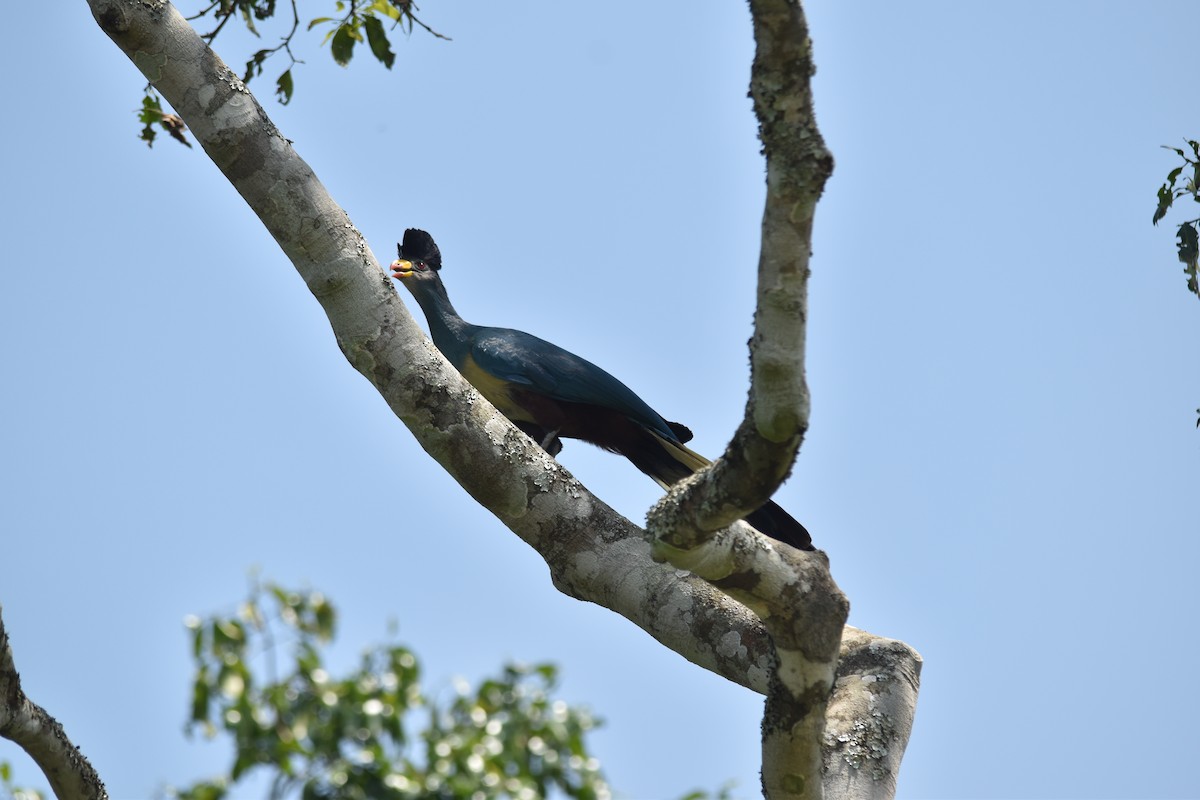 Great Blue Turaco - ML189931061