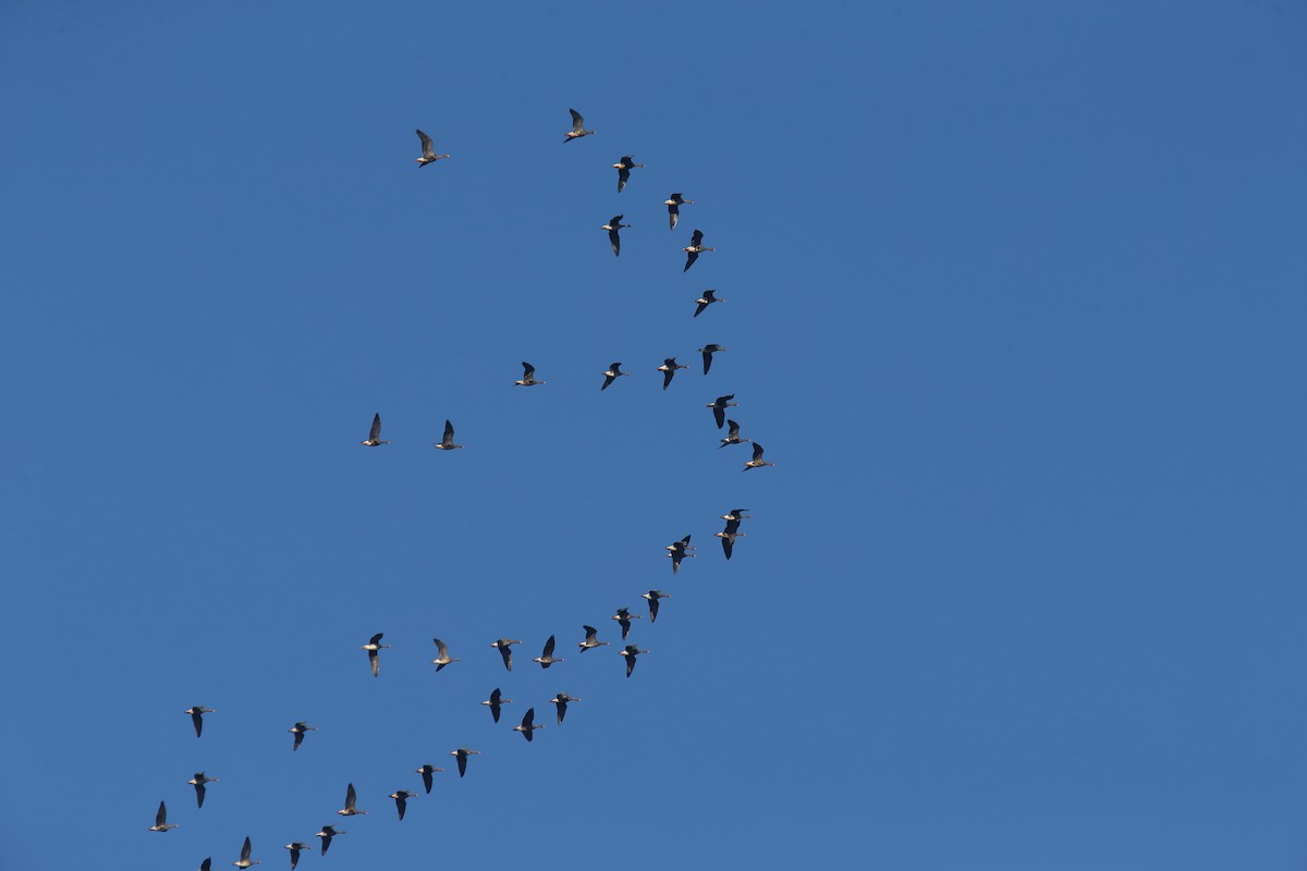 Greater White-fronted Goose - ML189931361