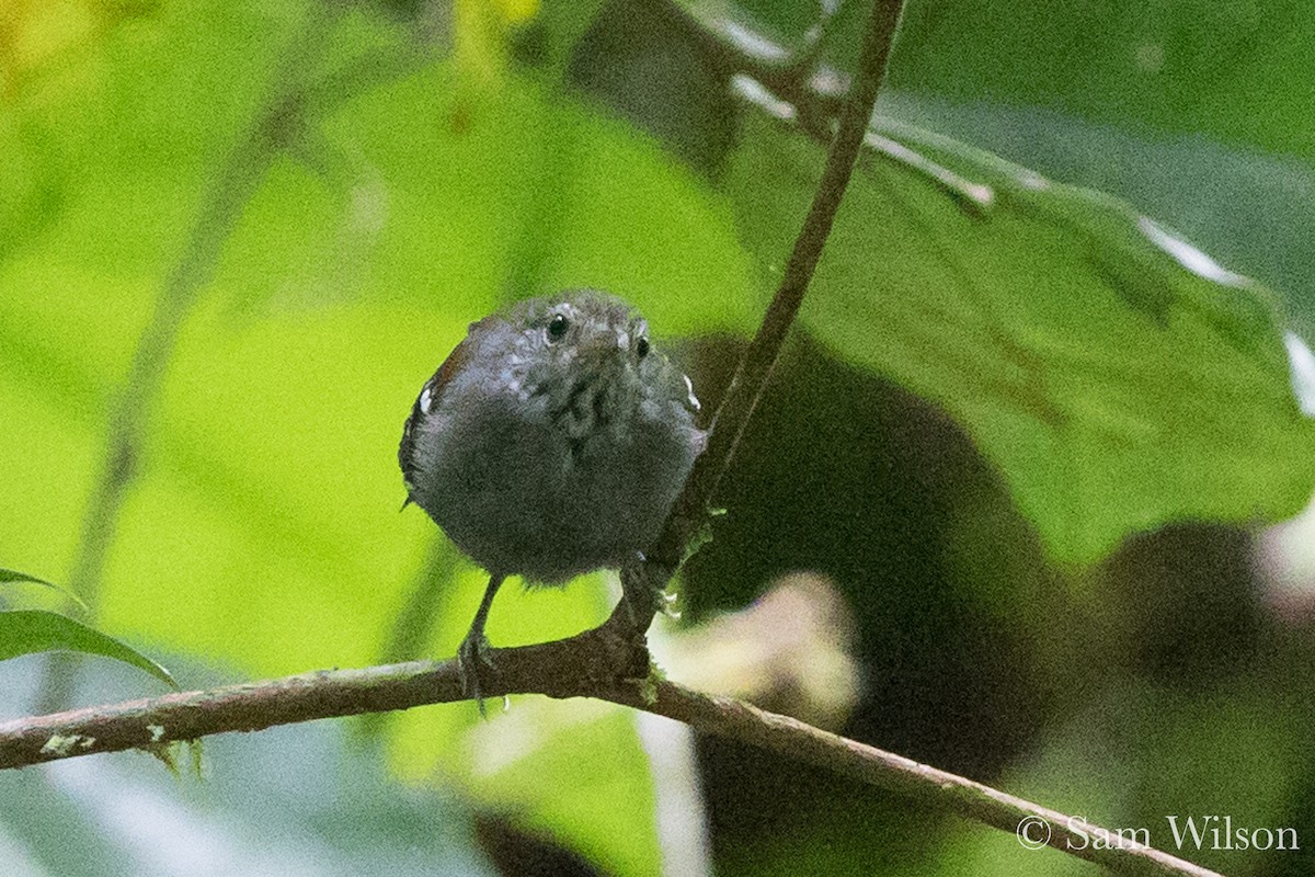 Napoameisenschlüpfer (pyrrhonota) - ML189931381