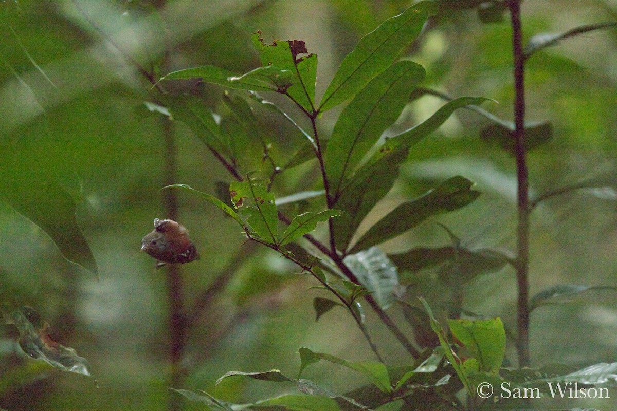 Napoameisenschlüpfer (pyrrhonota) - ML189931391