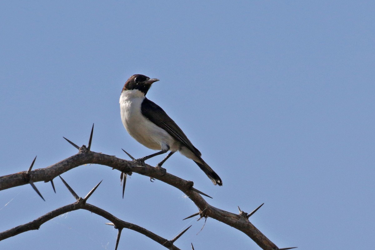 Eastern Violet-backed Sunbird - ML189932561