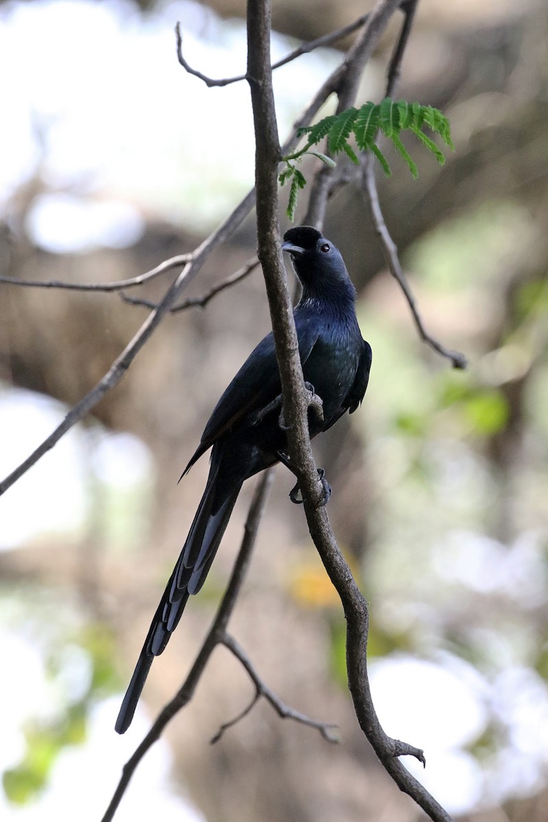 Bristle-crowned Starling - ML189932601