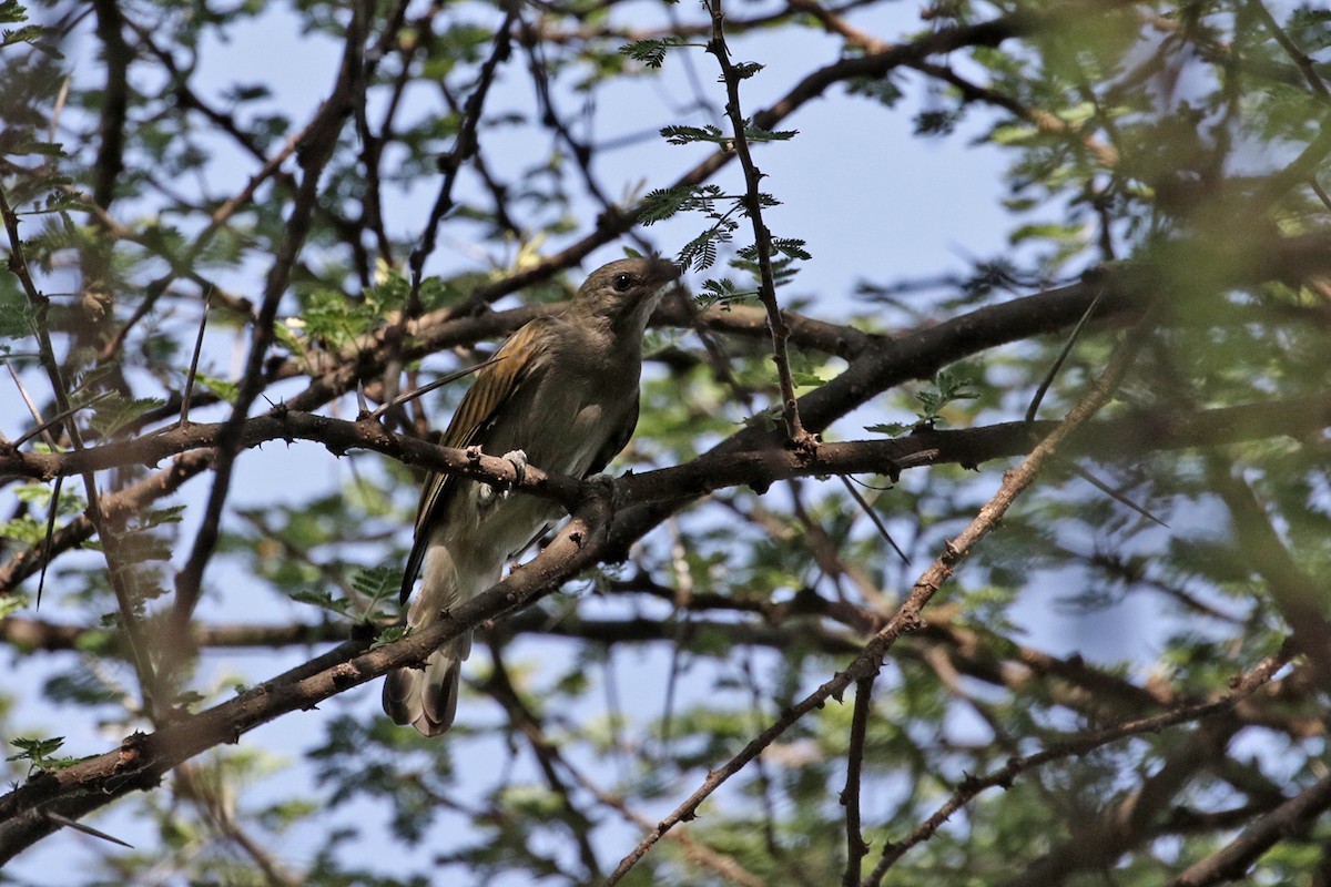 Lesser Honeyguide (Lesser) - ML189932991