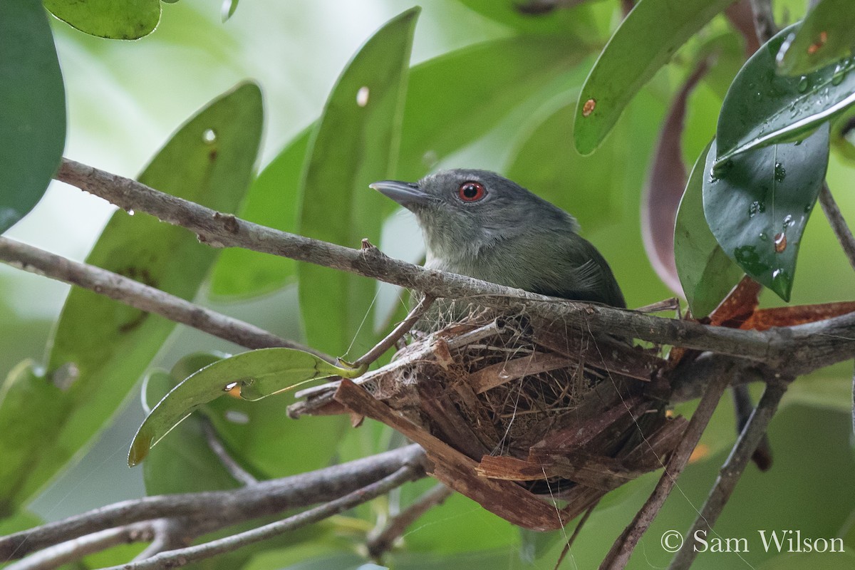 White-crowned Manakin - Sam Wilson