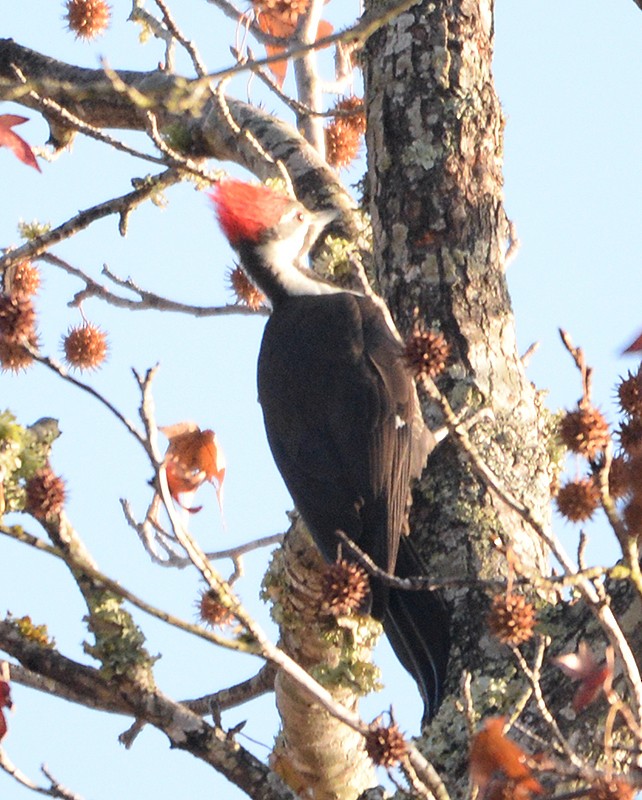 Pileated Woodpecker - ML189933591