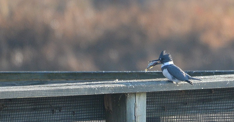 Belted Kingfisher - ML189933791