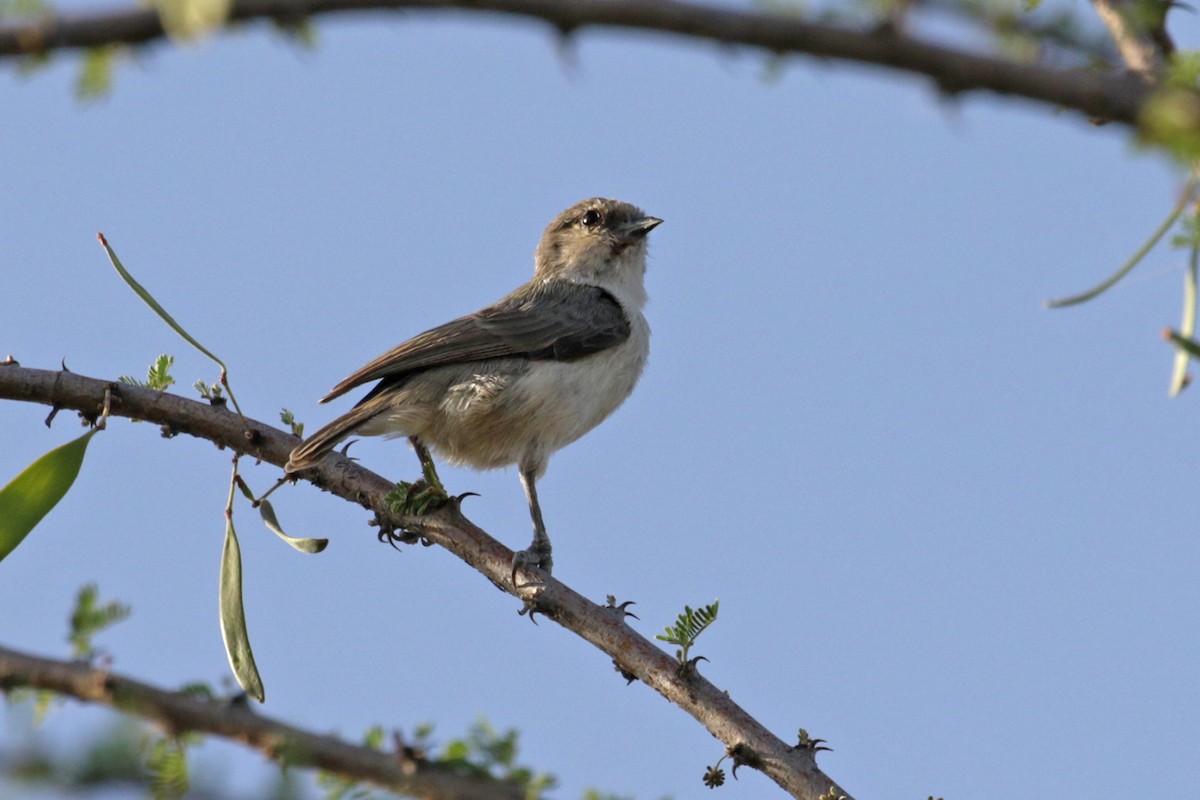 Mouse-colored Penduline-Tit - ML189935311