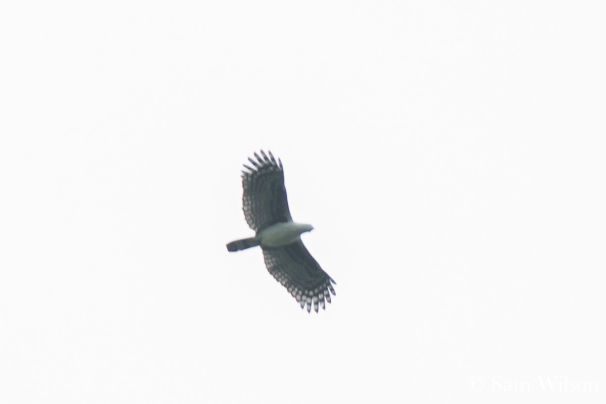 Gray-headed Kite - Sam Wilson