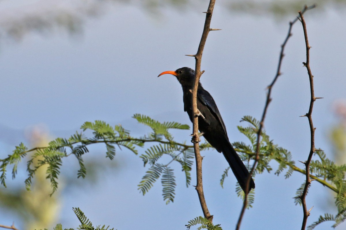 Abyssinian Scimitarbill - ML189935611